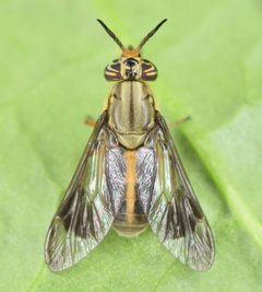Chrysops univittatus by (c) skitterbug, some rights reserved (CC BY), uploaded by skitterbug. Used under a CC-BY license.