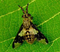 Chrysopsinae by (c) Francisco Farriols Sarabia, some rights reserved (CC BY), uploaded by Francisco Farriols Sarabia. Used under a CC-BY license.