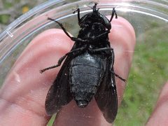 Tabanus atratus by (c) Sam Kieschnick, some rights reserved (CC BY), uploaded by Sam Kieschnick. Used under a CC-BY license.