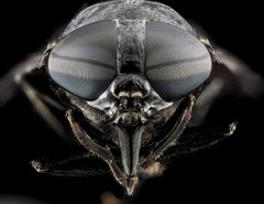 Tabanus atratus by no rights reserved, uploaded by USGS Bee Inventory and Monitoring Lab. Used under a CC0 license.