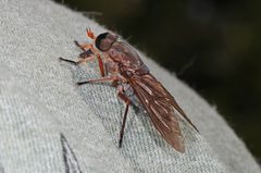 Tabanus calens by (c) Judy Gallagher, some rights reserved (CC BY). Used under a CC-BY license.