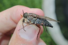 Tabanus calens by (c) Quinten Wiegersma, some rights reserved (CC BY), uploaded by Quinten Wiegersma. Used under a CC-BY license.