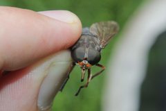 Tabanus calens by (c) Quinten Wiegersma, some rights reserved (CC BY), uploaded by Quinten Wiegersma. Used under a CC-BY license.