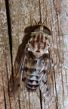 Tabanus cymatophorus by (c) Gordon C. Snelling, some rights reserved (CC BY), uploaded by Gordon C. Snelling. Used under a CC-BY license.
