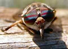 Tabanus cymatophorus by (c) Gordon C. Snelling, some rights reserved (CC BY), uploaded by Gordon C. Snelling. Used under a CC-BY license.