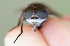 Tabanus marginalis by (c) Owen Strickland, some rights reserved (CC BY), uploaded by Owen Strickland. Used under a CC-BY license.
