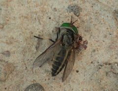 Tabanus mularis by (c) mayfly1963, some rights reserved (CC BY), uploaded by mayfly1963. Used under a CC-BY license.