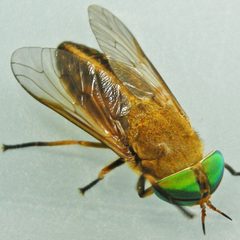 Tabanus quinquevittatus by (c) Bill Keim, some rights reserved (CC BY). Used under a CC-BY license.