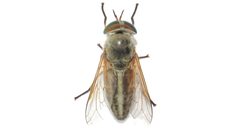 Tabanus quinquevittatus by (c) Dan MacNeal, some rights reserved (CC BY), uploaded by Dan MacNeal. Used under a CC-BY license.