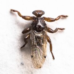 Lipoptena depressa by (c) Ken-ichi Ueda, some rights reserved (CC BY), uploaded by Ken-ichi Ueda. Used under a CC-BY license.