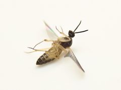 Mycetobia divergens by (c) Zachary Dankowicz, some rights reserved (CC BY), uploaded by Zachary Dankowicz. Used under a CC-BY license.