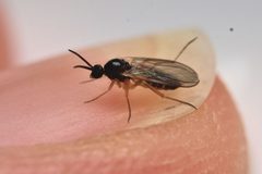 Mycetobia divergens by (c) Zachary Dankowicz, some rights reserved (CC BY), uploaded by Zachary Dankowicz. Used under a CC-BY license.