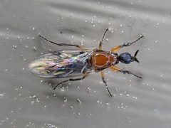 Dilophus tibialis by (c) Cole Shoemaker, some rights reserved (CC BY), uploaded by Cole Shoemaker. Used under a CC-BY license.