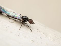 Dilophus tibialis by (c) Zachary Dankowicz, some rights reserved (CC BY), uploaded by Zachary Dankowicz. Used under a CC-BY license.
