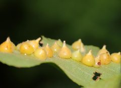 Caryomyia conoidea by (c) Christine Young, some rights reserved (CC BY), uploaded by Christine Young. Used under a CC-BY license.
