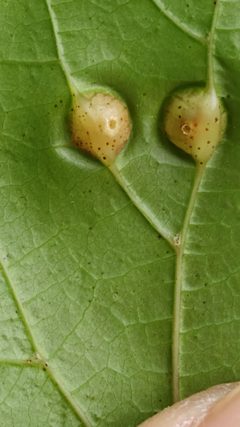 Vitisiella brevicauda by (c) Mark Richman, some rights reserved (CC BY), uploaded by Mark Richman. Used under a CC-BY license.