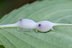 Bibionomorpha by (c) Bill Keim, some rights reserved (CC BY). Used under a CC-BY license.