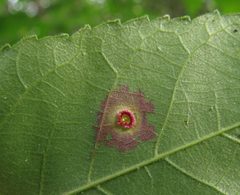 Gliaspilota glutinosa by no rights reserved, uploaded by Adam Kranz. Used under a CC0 license.