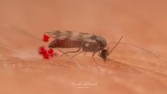 Culicoides by (c) Frank Ashwood, some rights reserved (CC BY), uploaded by Frank Ashwood. Used under a CC-BY license.