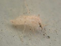 Chaoborus maculipes by (c) eamonccorbett, some rights reserved (CC BY), uploaded by eamonccorbett. Used under a CC-BY license.