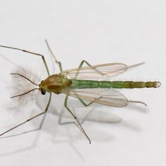 Dicrotendipes by (c) Bill Keim, some rights reserved (CC BY). Used under a CC-BY license.