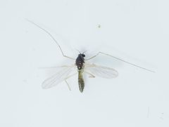 Phaenopsectra punctipes by no rights reserved, uploaded by Tero Linjama. Used under a CC0 license.