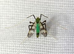 Stenochironomus hilaris by (c) Christine Young, some rights reserved (CC BY), uploaded by Christine Young. Used under a CC-BY license.