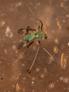 Stenochironomus hilaris by (c) Whitney Mattila, some rights reserved (CC BY), uploaded by Whitney Mattila. Used under a CC-BY license.