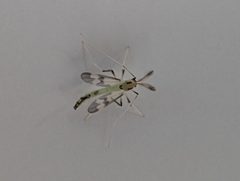 Stenochironomus hilaris by (c) Matt Muir, some rights reserved (CC BY), uploaded by Matt Muir. Used under a CC-BY license.