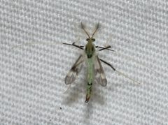 Stenochironomus hilaris by (c) David George, some rights reserved (CC BY), uploaded by David George. Used under a CC-BY license.
