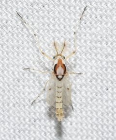 Coelotanypus concinnus by no rights reserved, uploaded by Chrissy McClarren and Andy Reago. Used under a CC0 license.