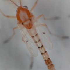 Coelotanypus concinnus by no rights reserved, uploaded by Sinaloa Silvestre. Used under a CC0 license.