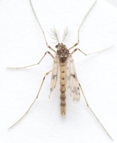 Alotanypus venustus by no rights reserved, uploaded by Mike Palmer. Used under a CC0 license.