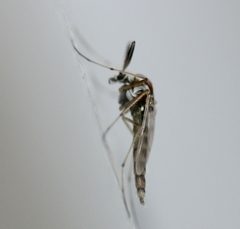 Procladius bellus by (c) Even Dankowicz, some rights reserved (CC BY), uploaded by Even Dankowicz. Used under a CC-BY license.