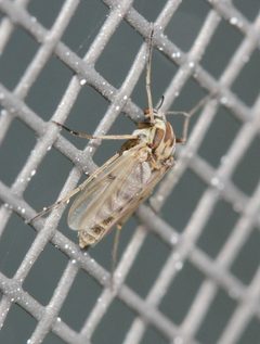 Procladius bellus by (c) Even Dankowicz, some rights reserved (CC BY), uploaded by Even Dankowicz. Used under a CC-BY license.