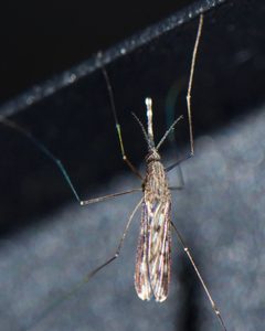 Anopheles crucians by (c) Shannon Foreman, some rights reserved (CC BY), uploaded by Shannon Foreman. Used under a CC-BY license.