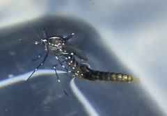 Aedes albopictus by (c) haileyleroy2003, some rights reserved (CC BY), uploaded by haileyleroy2003. Used under a CC-BY license.