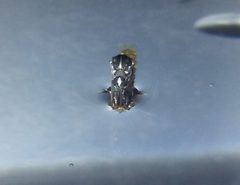 Aedes by (c) haileyleroy2003, some rights reserved (CC BY), uploaded by haileyleroy2003. Used under a CC-BY license.