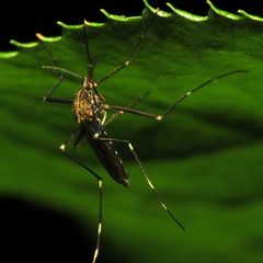 Aedes japonicus by (c) Katja Schulz, some rights reserved (CC BY). Used under a CC-BY license.