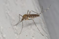 Aedes japonicus by (c) Patrick Hanly, some rights reserved (CC BY), uploaded by Patrick Hanly. Used under a CC-BY license.