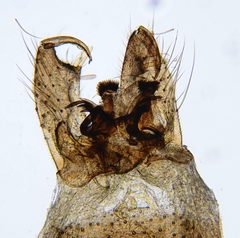 Culex tarsalis by (c) Don Loarie, some rights reserved (CC BY). Used under a CC-BY license.