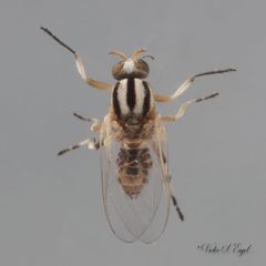 Simulium trivittatum by (c) Victor Engel, some rights reserved (CC BY), uploaded by Victor Engel. Used under a CC-BY license.