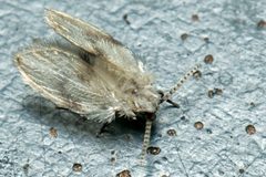 Psychoda sigma by (c) Martin Cooper, some rights reserved (CC BY). Used under a CC-BY license.