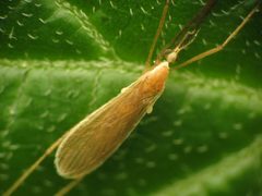 Molophilus by (c) Katja Schulz, some rights reserved (CC BY). Used under a CC-BY license.