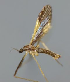 Molophilus by (c) Steve Kerr, some rights reserved (CC BY), uploaded by Steve Kerr. Used under a CC-BY license.