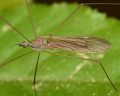 Pseudolimnophila contempta by (c) skitterbug, some rights reserved (CC BY), uploaded by skitterbug. Used under a CC-BY license.