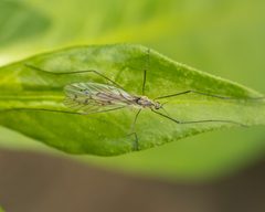 Symplecta cana by (c) Zachary Dankowicz, some rights reserved (CC BY), uploaded by Zachary Dankowicz. Used under a CC-BY license.