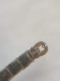 Symplecta cana by (c) Jared Shorma, some rights reserved (CC BY), uploaded by Jared Shorma. Used under a CC-BY license.