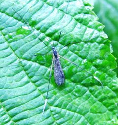 Euphylidorea niveitarsis by no rights reserved, uploaded by Ken Kneidel. Used under a CC0 license.