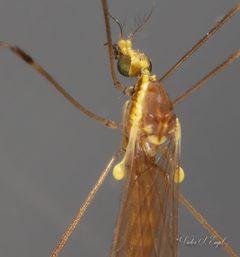 Gonomyia sulphurella by (c) Victor Engel, some rights reserved (CC BY), uploaded by Victor Engel. Used under a CC-BY license.